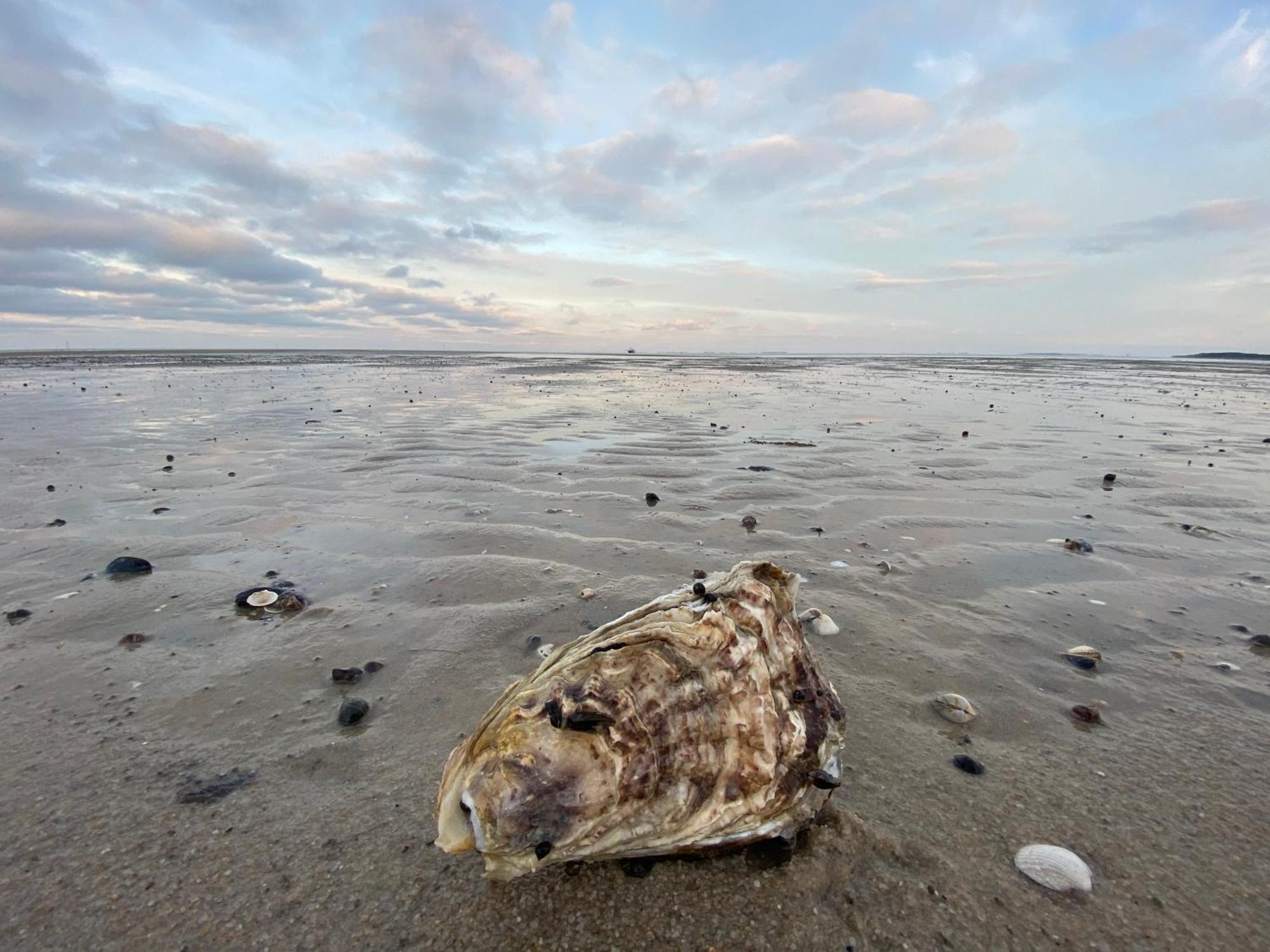 Im Haus Undine Undine, App 7 * Westerland